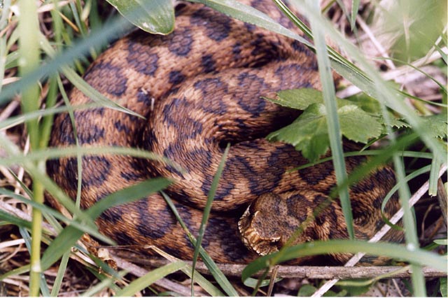 Vipera aspis hugyi